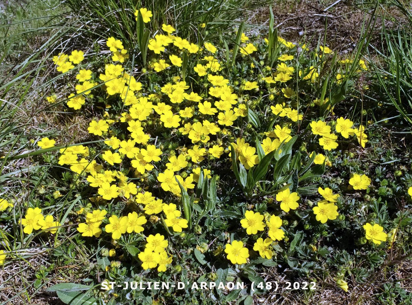 Cinquefoil, Spring plant